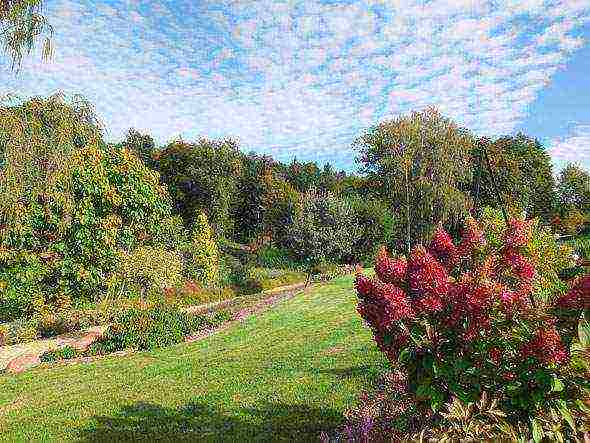 hydrangea large-leaved planting and care in the open field in siberia