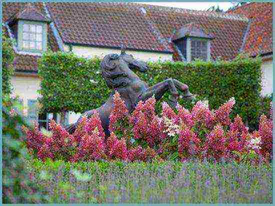 hydrangea large-leaved garden planting and outdoor care