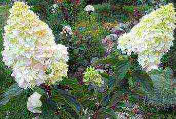 hydrangea large-leaved garden planting and outdoor care