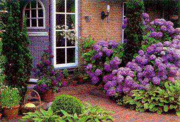 pagtatanim ng hydrangea bush garden at pangangalaga sa labas