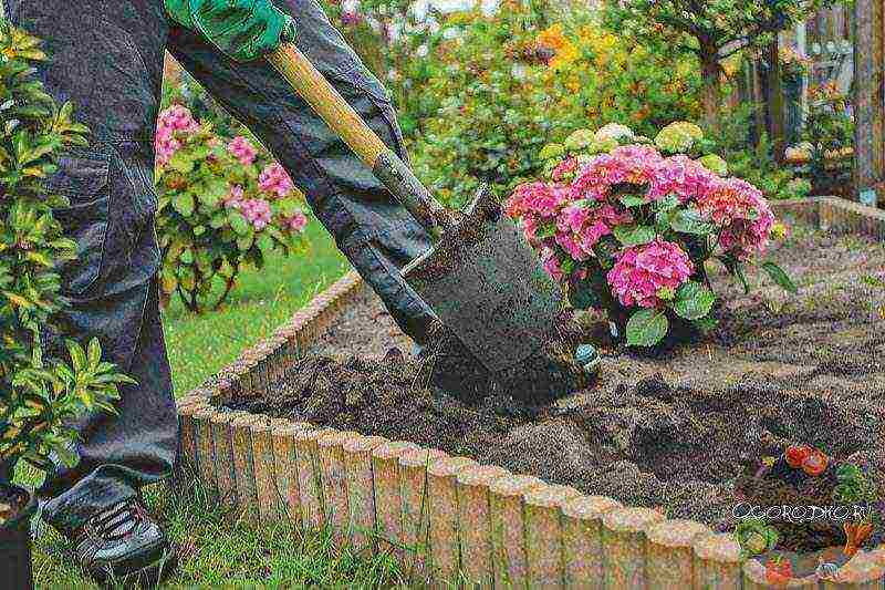 hydrangea bush garden planting and outdoor care