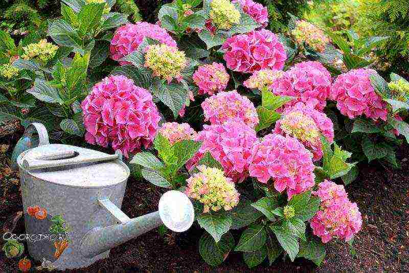 pagtatanim ng hydrangea bush garden at pangangalaga sa labas