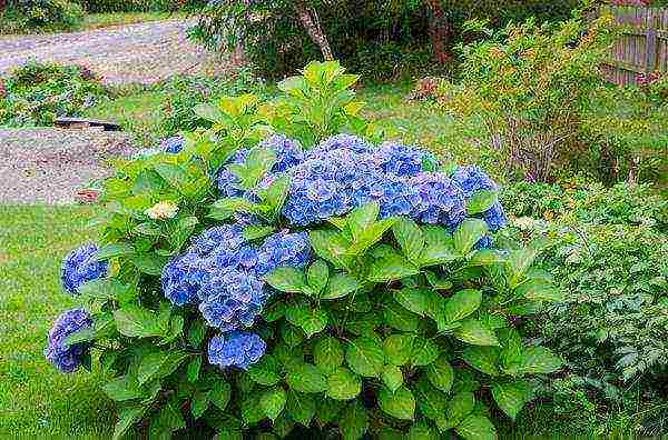 pagtatanim ng hydrangea bush garden at pangangalaga sa labas