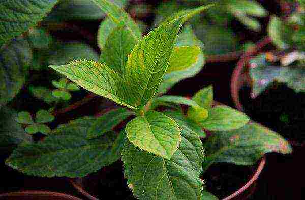 hydrangea bush garden planting and outdoor care