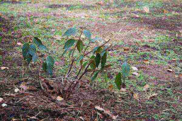 pagtatanim ng hydrangea bush garden at pangangalaga sa labas