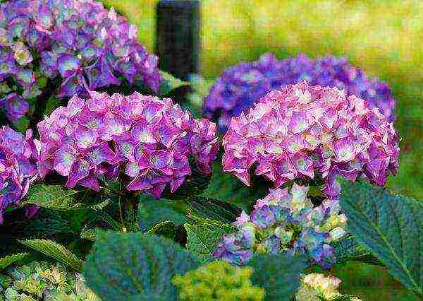 hydrangea bush garden planting and outdoor care