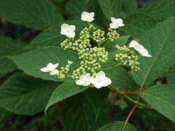 pagtatanim ng hydrangea bush garden at pangangalaga sa labas