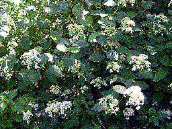 pagtatanim ng hydrangea bush garden at pangangalaga sa labas