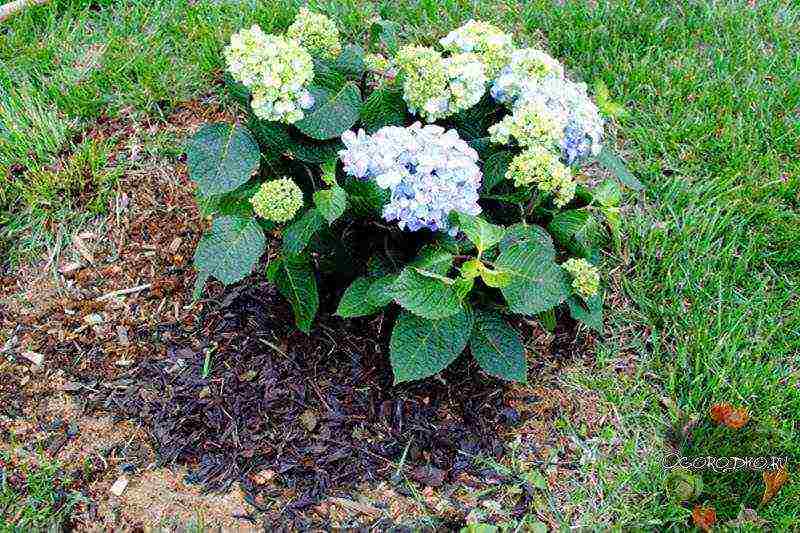 pagtatanim ng hydrangea bush garden at pangangalaga sa labas