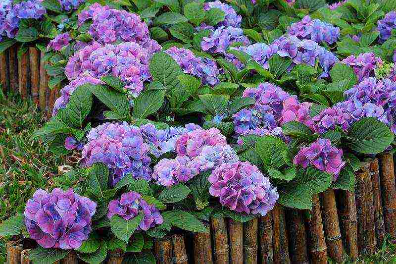 hydrangea leaf planting and outdoor care in the Urals