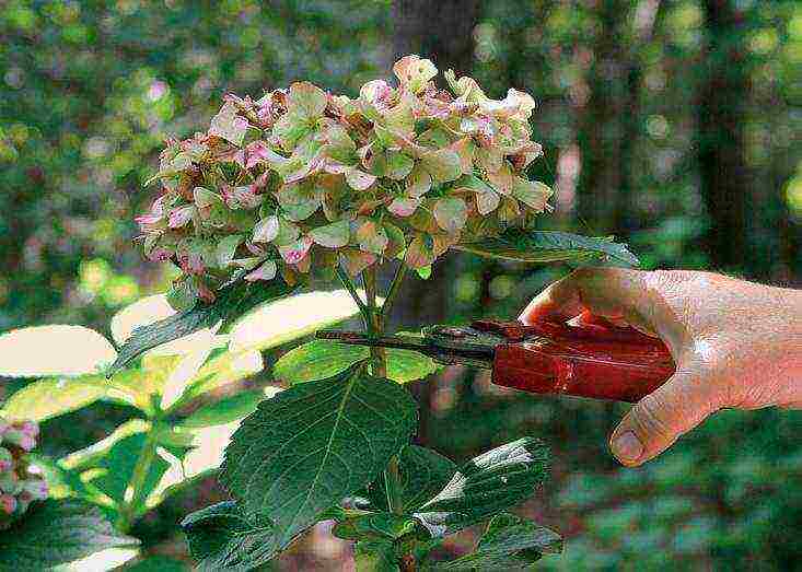 hydrangea leaf planting and outdoor care in the Urals