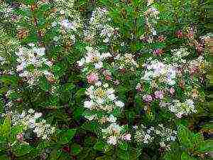 hydrangea leaf planting and outdoor care in the Urals