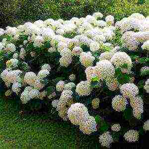 pagtatanim ng dahon ng hydrangea at pangangalaga sa labas sa mga Ural