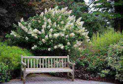 hydrangea leaf planting and outdoor care in the Urals