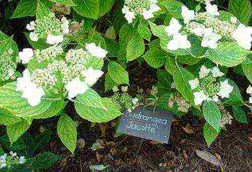 pagtatanim ng dahon ng hydrangea at pangangalaga sa labas sa mga Ural