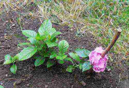 hydrangea leaf planting and outdoor care in the Urals