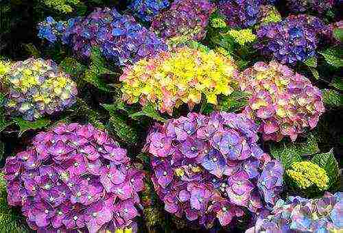 hydrangea leaf planting and outdoor care in the Urals