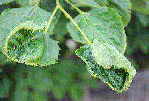 hydrangea leaf planting and outdoor care in the Urals