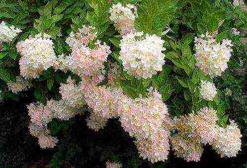 pagtatanim ng dahon ng hydrangea at pangangalaga sa labas sa mga Ural