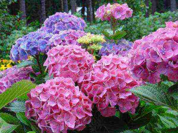 hydrangea leaf planting and outdoor care in the Urals