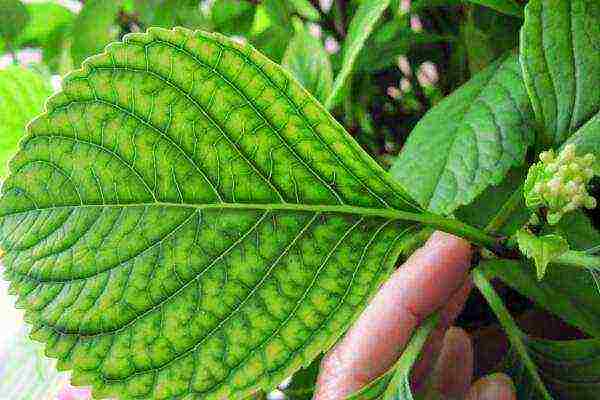 hydrangea leaf planting and outdoor care in the Urals