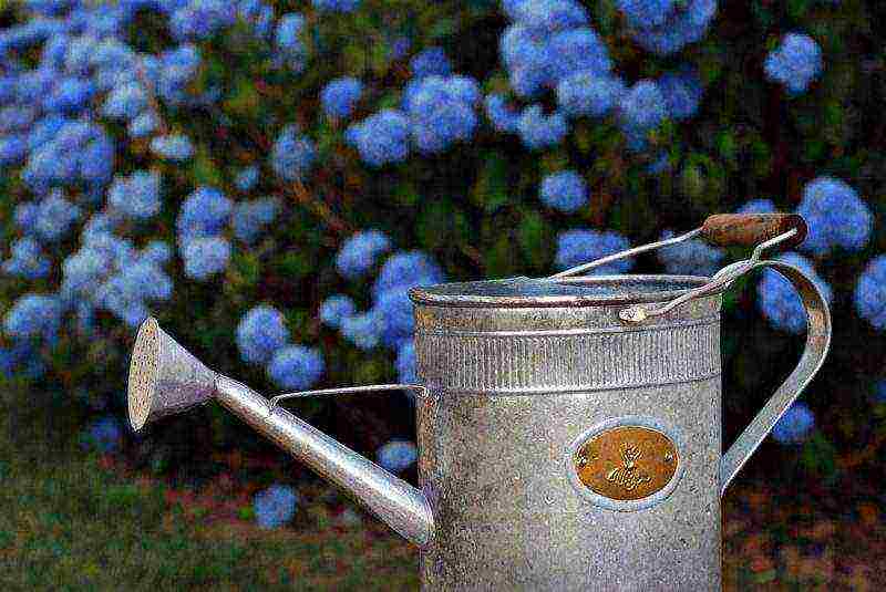 hydrangea leaf planting and outdoor care in the Urals