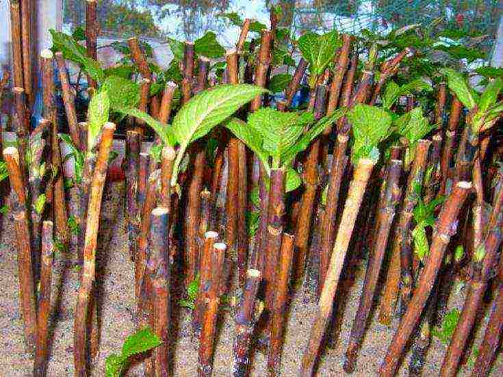 hydrangea leaf planting and outdoor care in the Urals