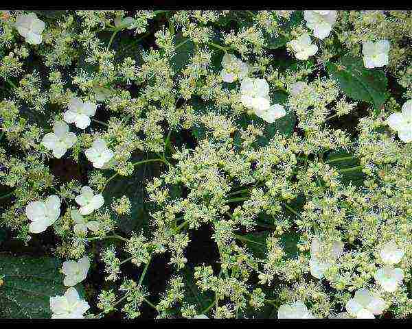 hydrangea leaf garden planting and outdoor care