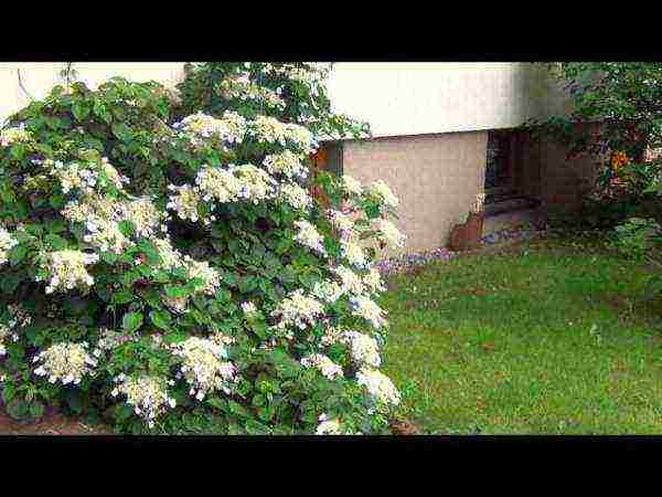 hydrangea leaf garden planting and outdoor care