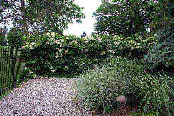 hydrangea leaf garden planting and outdoor care