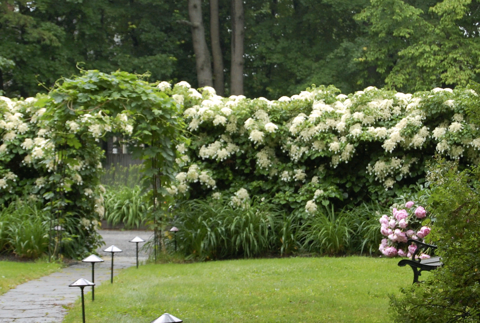 hydrangea leaf garden planting and outdoor care