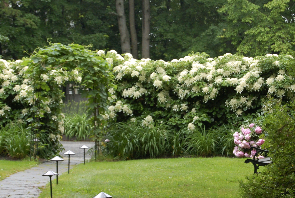 pagtatanim ng hardin ng dahon ng hydrangea at pangangalaga sa labas