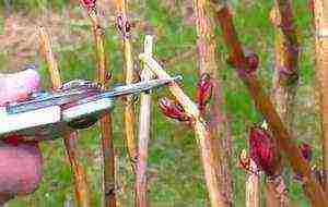 hortenzija mala sadnja vapna i njega na otvorenom polju