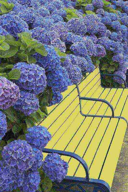 hydrangea little lime planting and care in the open field