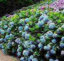 hydrangea maliit na pagtanim ng dayap at pangangalaga sa bukas na bukid