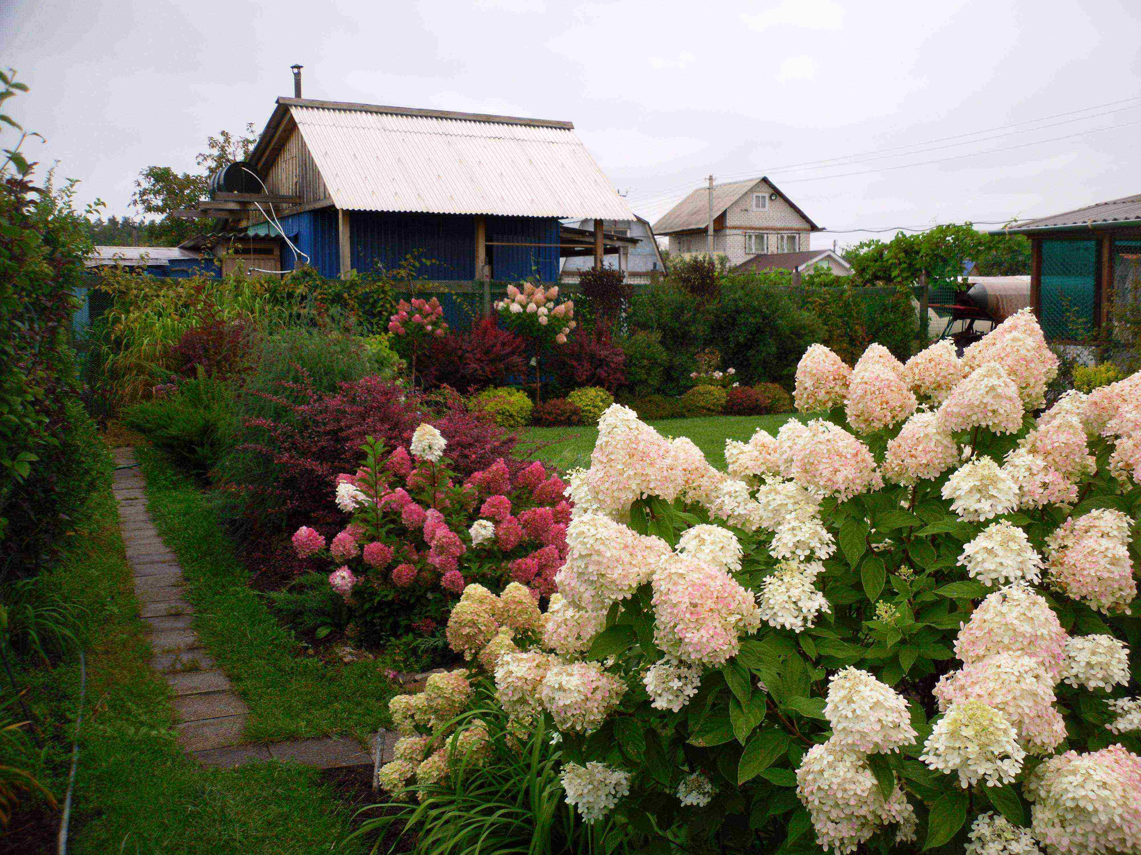 hydrangea maliit na pagtanim ng dayap at pangangalaga sa bukas na bukid