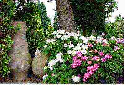 hydrangea maliit na pagtanim ng dayap at pangangalaga sa bukas na bukid