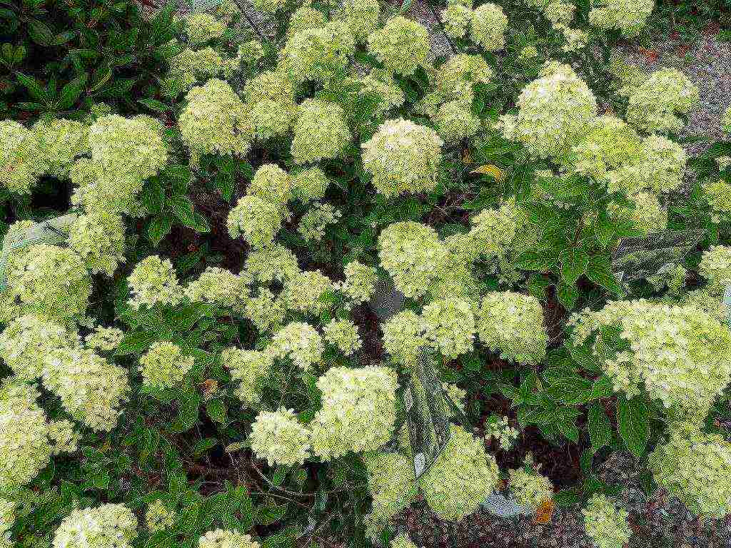 hydrangea maliit na pagtanim ng dayap at pangangalaga sa bukas na bukid