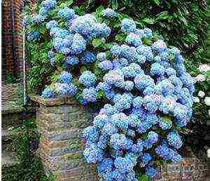 hydrangea little lime planting and care in the open field