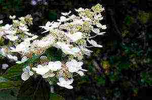 hortenzija mala sadnja vapna i njega na otvorenom polju