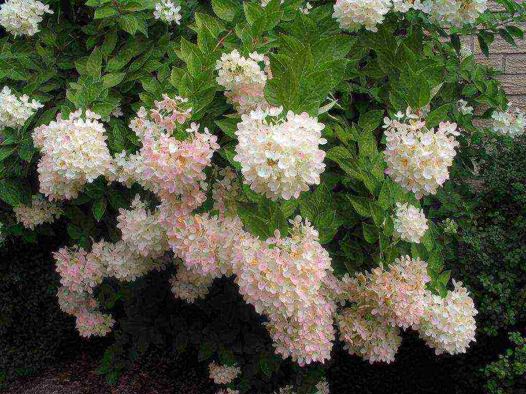 hydrangea maliit na pagtanim ng dayap at pangangalaga sa bukas na bukid