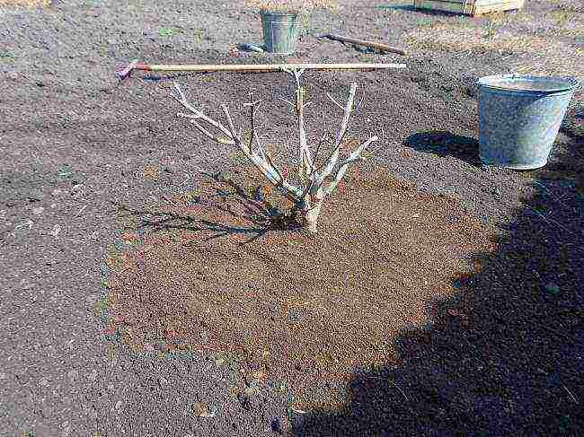 hydrangea little lime planting and care in the open field