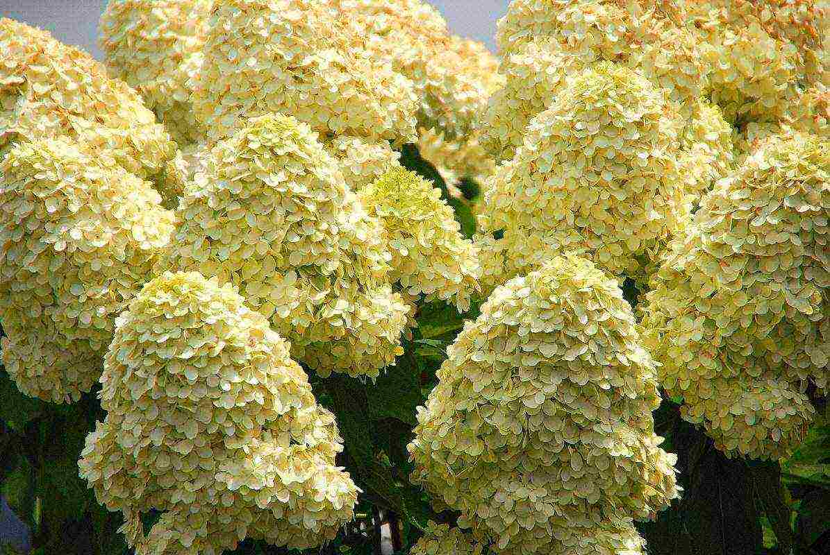 hydrangea little lime planting and care in the open field