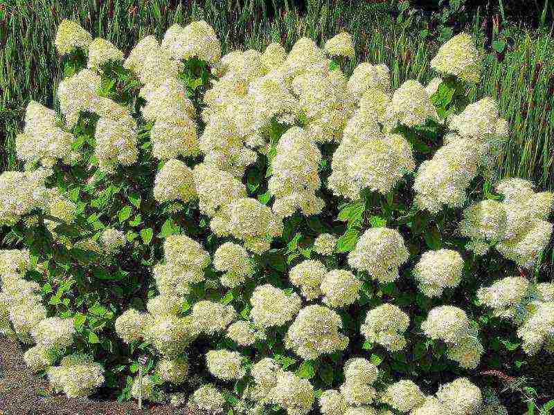 hydrangea maliit na pagtanim ng dayap at pangangalaga sa bukas na bukid