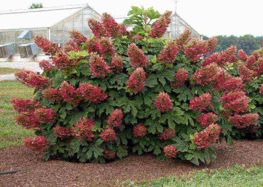 hydrangea maliit na pagtanim ng dayap at pangangalaga sa bukas na bukid