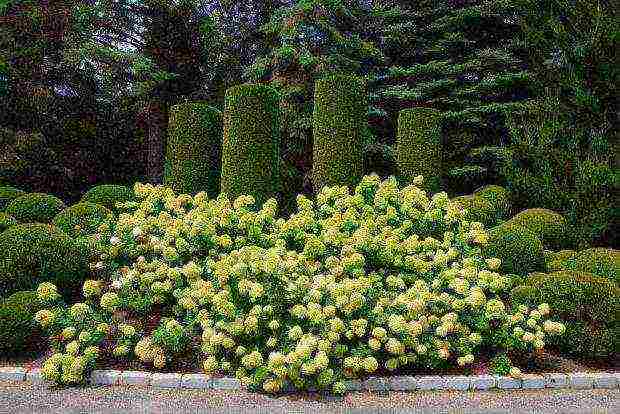 hydrangea maliit na pagtanim ng dayap at pangangalaga sa bukas na bukid