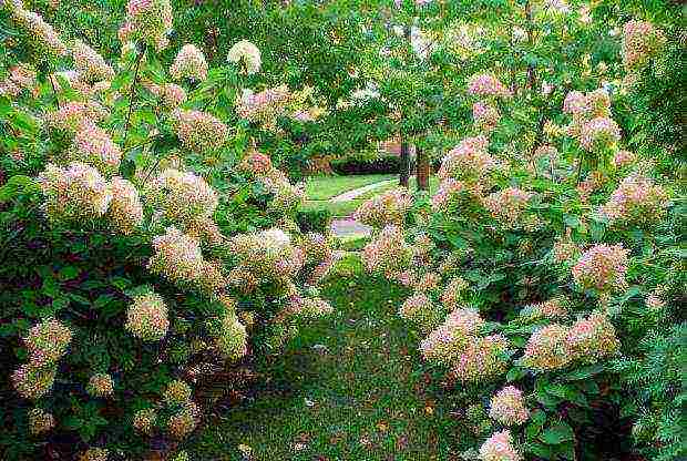 hydrangea little lime planting and care in the open field