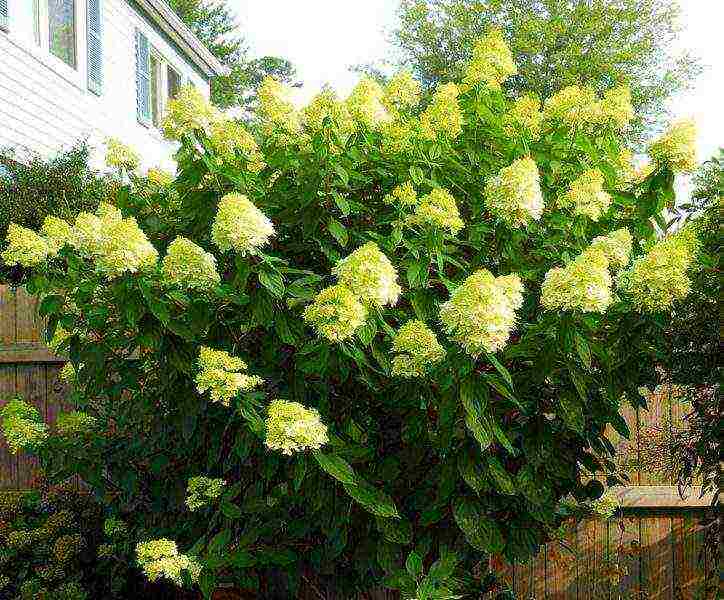 hydrangea maliit na pagtanim ng dayap at pangangalaga sa bukas na bukid