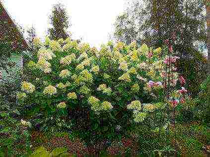 hydrangea maliit na pagtanim ng dayap at pangangalaga sa bukas na bukid