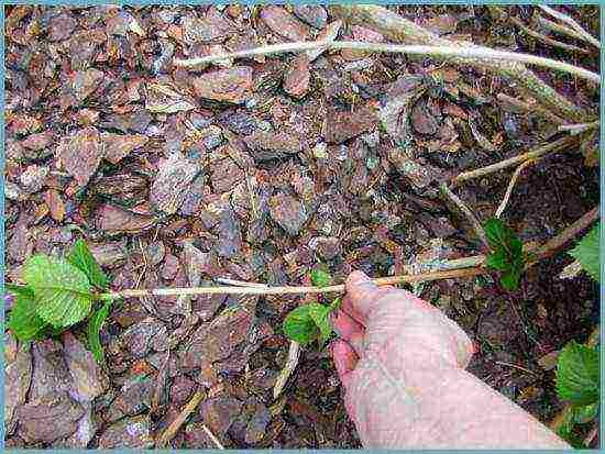 hydrangea paniculate white planting and care in the open field